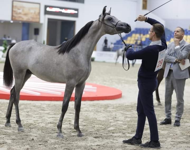 ” شيرين العدوي ” تشيد بمهرجان الشارقة الدولي للجواد العربي السلالة المصرية 2024