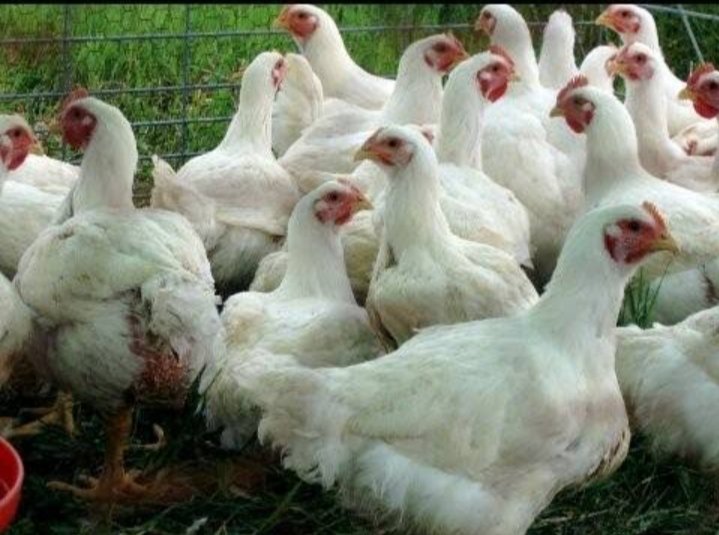 مجموعة متخصصة في صناعة الدواجن تعلن عن بداية الدورة العاشرة لتعزيز القطاع