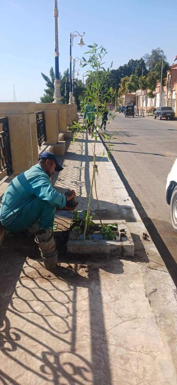 محافظ الاقصر زراعة 55 شجرة زينه و1000شتلة بكورنيش ارمنت العلوي