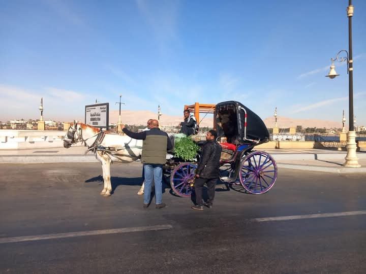 “مجلس مدينة الأقصر” يحرر 10 محاضر لعربات الحنطور المخالفة