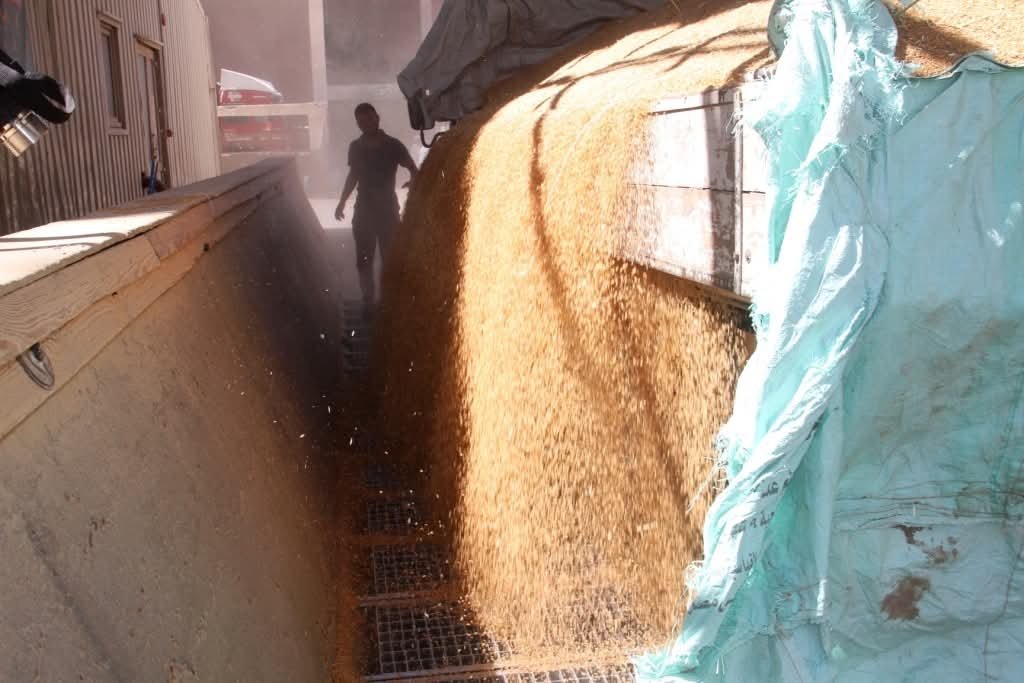 محافظ أسوان : إنتظام توريد وإستلام القمح بموسم الحصاد الحالى بإجمالى 54 ألف و 930 طن