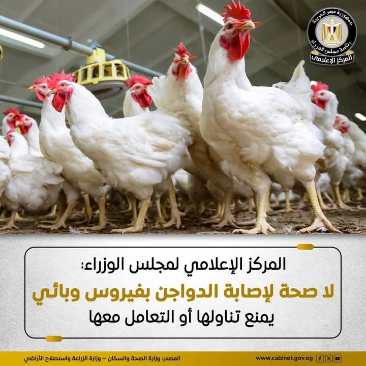 المركز الإعلامي لمجلس الوزراء: أوضاع مزارع الدواجن مستقرة.. ولا وجود لأي فيروس يمنع تناولها أو التعامل معها