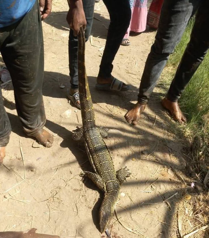 العثور على تمساح بقرية شطورة شمال محافظة سوهاج
