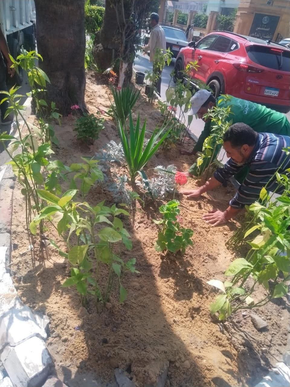 وزيرة التنمية المحلية والقائم بأعمال وزير البيئة تتابع الموقف التنفيذي للمرحلة الرابعة من المبادرة الرئاسية ” 100 مليون شجرة “