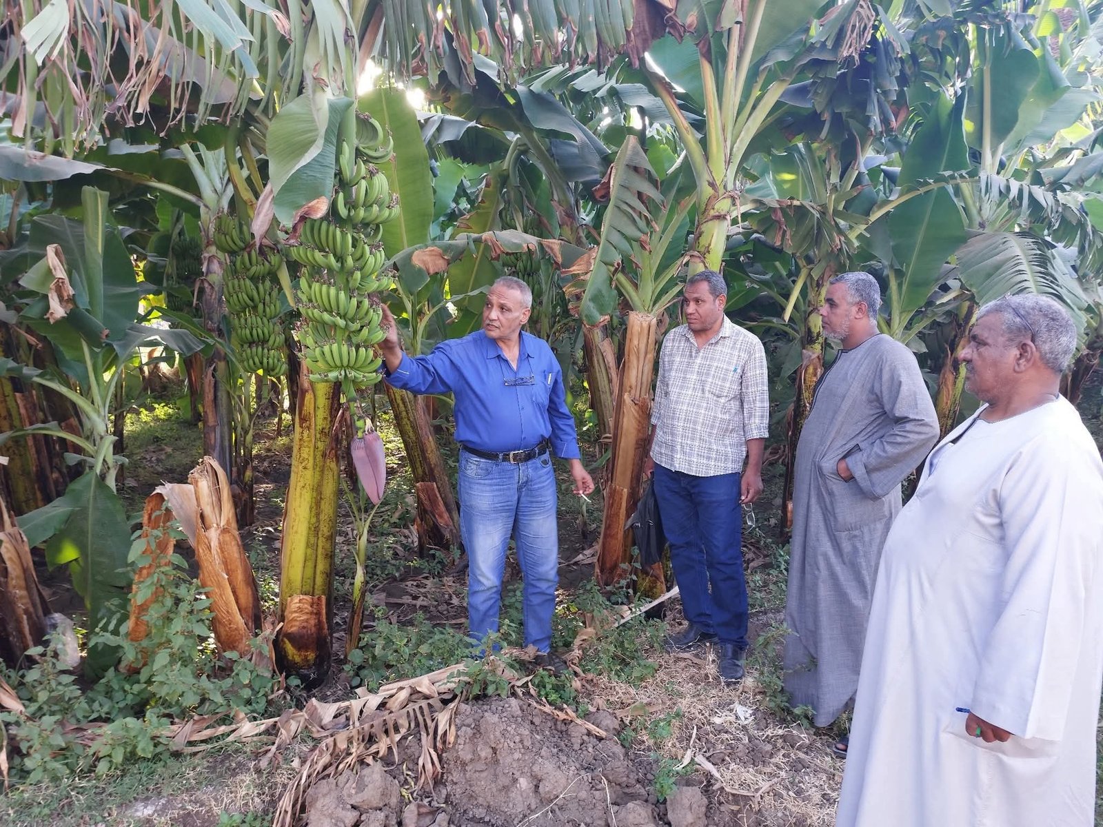 “زراعة الأقصر” تعلن حصاد شهر أكتوبر: الانتهاء من حصاد 333 فدان لمحصول الذرة الشامية ضمن مشروع ترشيد استخدام المياه في الأنشطة الزراعية..
