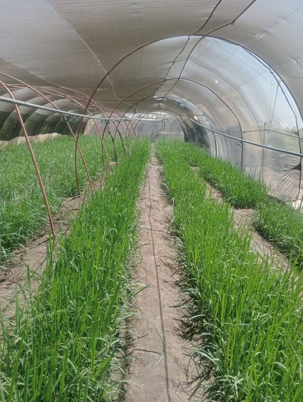 “زراعة الأقصر” تعلن زراعة 455 فدان من القصب الغرس الخريفي بالمحافظة ….