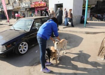وزارة الزراعة تبدأ المرحلة الميدانية لتعقيم وتحصين الكلاب الحرة بمنطقة عين شمس: تحصين 293 كلباً في يوم واحد و نقل 25 آخرين إلى الشلاتر للتعقيم