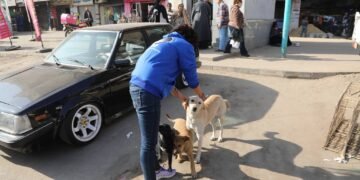 وزارة الزراعة تبدأ المرحلة الميدانية لتعقيم وتحصين الكلاب الحرة بمنطقة عين شمس: تحصين 293 كلباً في يوم واحد و نقل 25 آخرين إلى الشلاتر للتعقيم