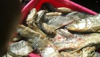 حبس بائع فسيخ فاسد تسبب في وفاة شخص وإصابة 2 من أبنائه فى الدقهلية