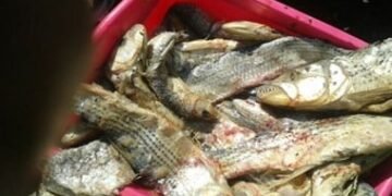 حبس بائع فسيخ فاسد تسبب في وفاة شخص وإصابة 2 من أبنائه فى الدقهلية