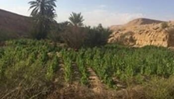 حرب بلا هوادة على الأفيون.. الشرطة تضبط تجار المخدرات وتحمي الشباب من الإدمان