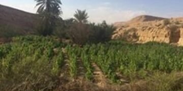 حرب بلا هوادة على الأفيون.. الشرطة تضبط تجار المخدرات وتحمي الشباب من الإدمان