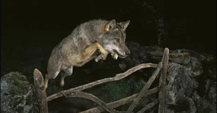 انتشار الذئاب بقريه شطورة شمال محافظة سوهاج