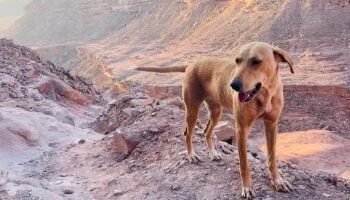 كلب ضال يصيب 6 أطفال عقرا في أطفيح بالجيزة