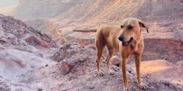 كلب ضال يصيب 6 أطفال عقرا في أطفيح بالجيزة