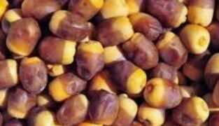 مصر تحتل المرتبة الأولى عالميًا في إنتاج التمور ،