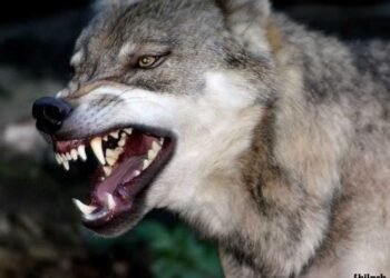 ذئب يهاجم مزارعًا ويصيبه بجرح قطعي في ذراعه بطهطا