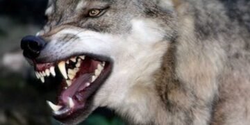 ذئب يهاجم مزارعًا ويصيبه بجرح قطعي في ذراعه بطهطا