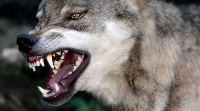 ذئب يهاجم مزارعًا ويصيبه بجرح قطعي في ذراعه بطهطا