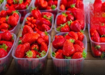 المركز الإعلامي لمجلس الوزراء يوضح حقيقة رفض شحنات فراولة مصرية مصدرة للخارج بدعوى احتوائها على مواد مسرطنة وطرحها بالأسواق للمواطنين