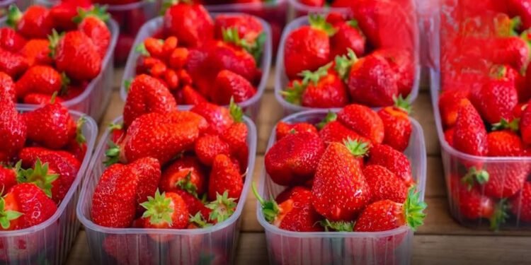 المركز الإعلامي لمجلس الوزراء يوضح حقيقة رفض شحنات فراولة مصرية مصدرة للخارج بدعوى احتوائها على مواد مسرطنة وطرحها بالأسواق للمواطنين