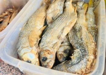 حملة تموينيه تضبط_٦٤كيلو أسماك مملحة ورنجه بسوهاج