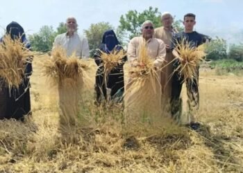 القبض على المتهم بسرقة محصول القمح في قرية الزنكلون بالشرقية