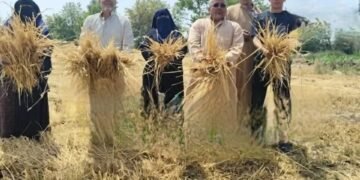 القبض على المتهم بسرقة محصول القمح في قرية الزنكلون بالشرقية