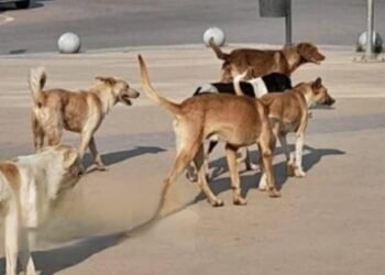 “حالة ذعر”.. كـ.ـلـ.ـب مـ.ـسـ.ـعـ.ـور يـ.ـهـ.ـاجم 12 شخصاً في شوارع سوهاج!