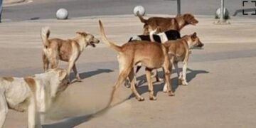 “حالة ذعر”.. كـ.ـلـ.ـب مـ.ـسـ.ـعـ.ـور يـ.ـهـ.ـاجم 12 شخصاً في شوارع سوهاج!