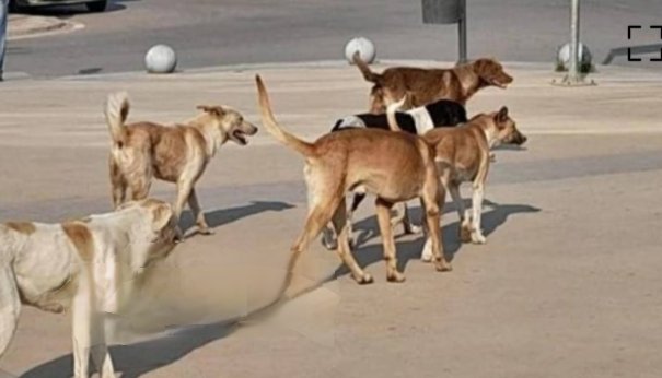 “حالة ذعر”.. كـ.ـلـ.ـب مـ.ـسـ.ـعـ.ـور يـ.ـهـ.ـاجم 12 شخصاً في شوارع سوهاج!