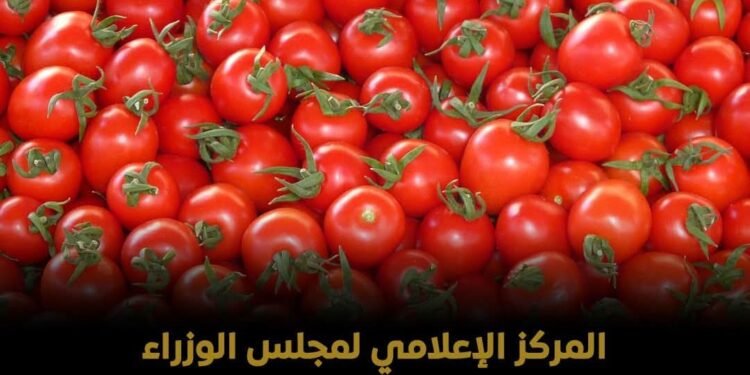 المركز الإعلامي لمجلس الوزراء يوضح حقيقة فيديو موقع مصر الساعة بشأن وجود طماطم بالأسواق تم رشها بمادة “الإثيريل” لتسريع النضج والتلوين الخارجي للثمرة مما يتسبب في الفشل الكلوي