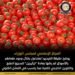 المركز الإعلامي لمجلس الوزراء يوضح حقيقة فيديو موقع مصر الساعة بشأن وجود طماطم بالأسواق تم رشها بمادة “الإثيريل” لتسريع النضج والتلوين الخارجي للثمرة مما يتسبب في الفشل الكلوي