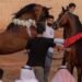 محمد العياف يثبت أن الصدق هو أبلغ محتوى